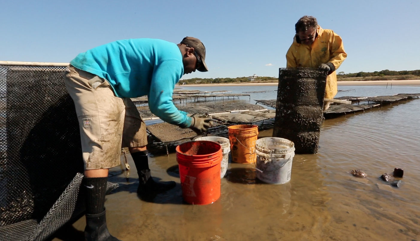Delaware Bay Oyster Farming